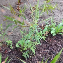 common ragweed thumbnail 3