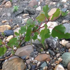 Eastern Cottonwood thumbnail 2