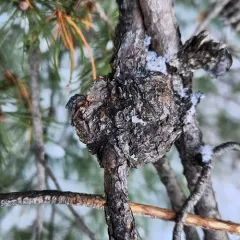 Pine-oak gall rust thumbnail 4