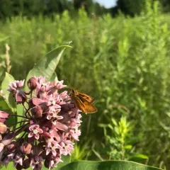 Delaware Skipper thumbnail 2