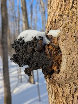 chaga thumbnail 3