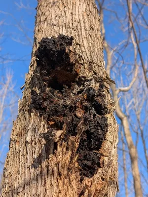 chaga