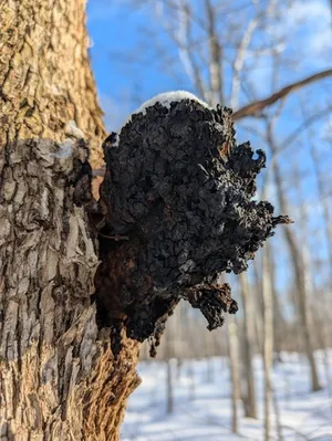 chaga