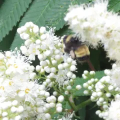 Yellow-banded Bumble Bee thumbnail 4