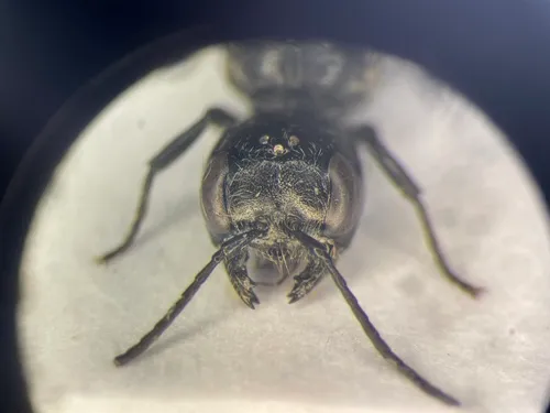 Pemphredon menkei