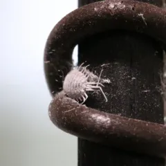 long-tailed mealybug thumbnail 4