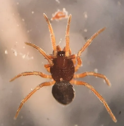 Ceratinops annulipes