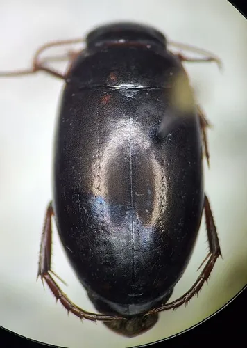 Ilybius confertus