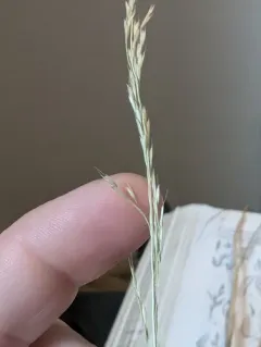 slender hairgrass thumbnail 4
