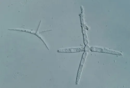 Alatospora acuminata
