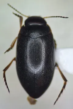 Hydroporus longiusculus thumbnail 1