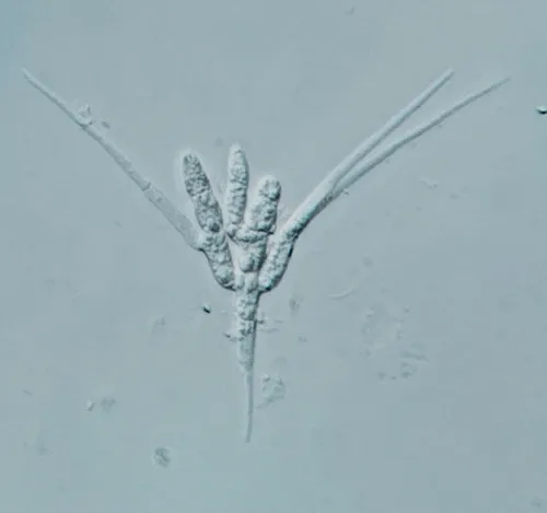 Tetracladium setigerum
