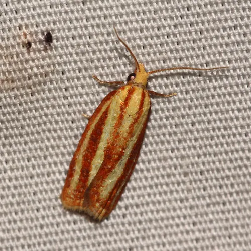 Three-streaked Sparganothis Moth