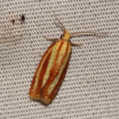 Three-streaked Sparganothis Moth thumbnail 1