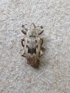 Notiodes limatulus thumbnail 2