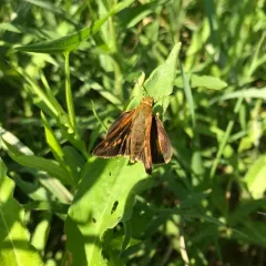 Dion Skipper thumbnail 2