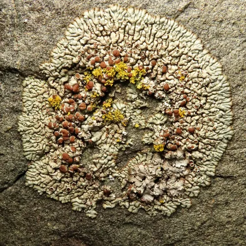 Myriolecis straminea