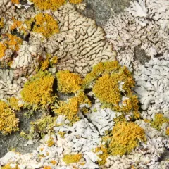 Shrubby Sunburst Lichen thumbnail 3