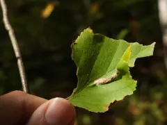 Phyllonorycter martiella thumbnail 2