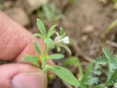 small phacelia thumbnail 4