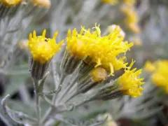 Colonial Luina thumbnail 2