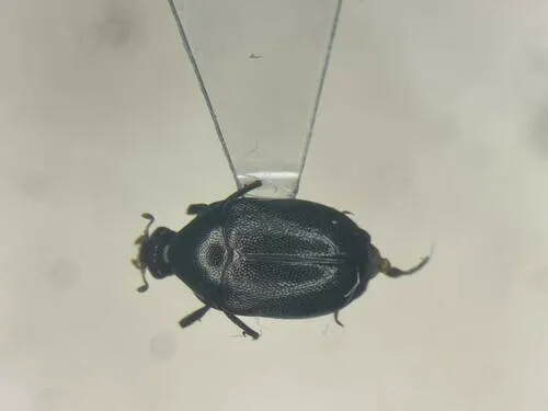 Orphilus ater