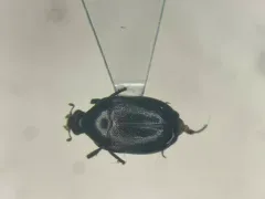 Orphilus ater thumbnail 1