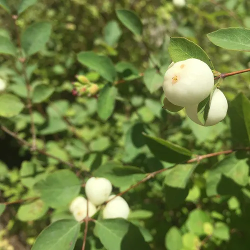 Common Snowberry