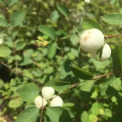 Common Snowberry thumbnail 1