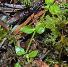 Crisp Starwort thumbnail 3