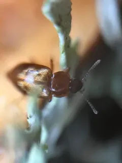 Deinopteroloma subcostatum thumbnail 3