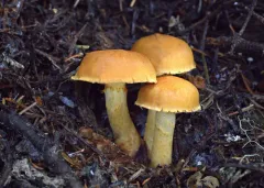 Aureonarius neocallisteus thumbnail 3