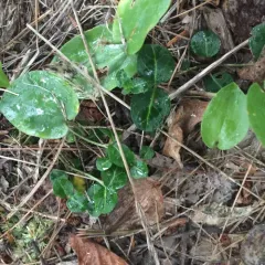 partridgeberry thumbnail 4
