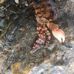 Asian Shore Crab thumbnail 1