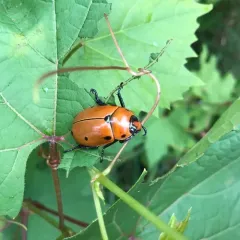 Grapevine Beetle thumbnail 4