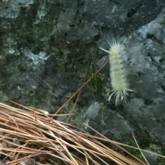 Banded Tussock Moth thumbnail 2