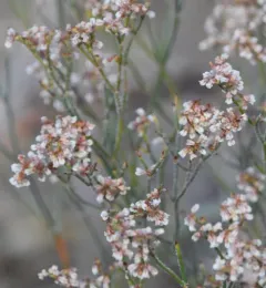 Spreading Buckwheat thumbnail 4