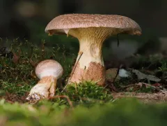Hollow Bolete thumbnail 4