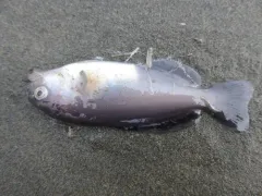 Medusafish thumbnail 3