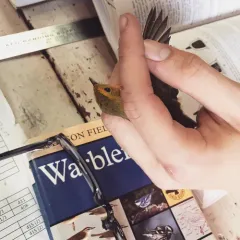 Wilson's Warbler thumbnail 4