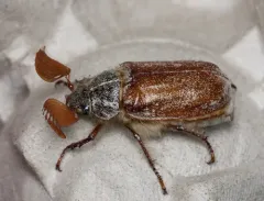 Polyphylla devestiva thumbnail 2