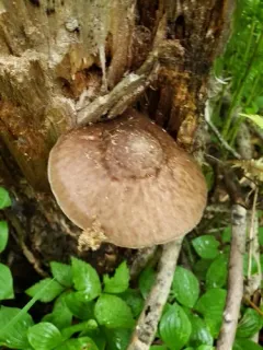 Pluteus granularis thumbnail 2