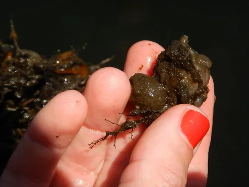 Northern Sea Squirt