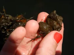Northern Sea Squirt thumbnail 1