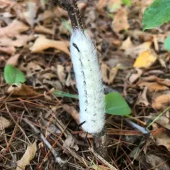 Spotted Apatelodes Moth thumbnail 2