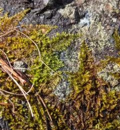 Flat-brocade Moss thumbnail 4