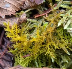 Hook-leaved Fern Moss thumbnail 3