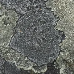 Smooth Sunken Disc Lichen thumbnail 3