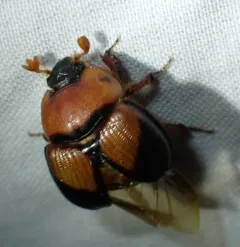 Bruner's Earth-boring Scarab Beetle thumbnail 4