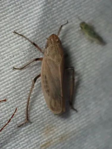 Prairiana kansana